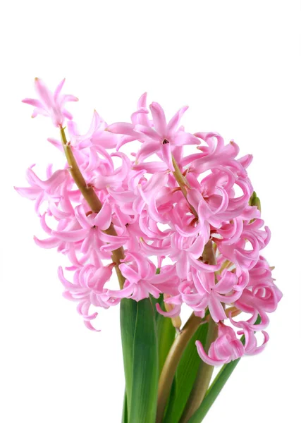 Pink hyacinth flower — Stock Photo, Image