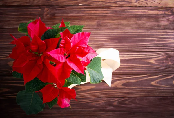 Flor de Navidad - poinsettia —  Fotos de Stock