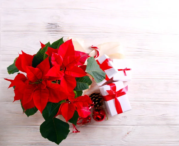 Kerst bloem-Poinsettia — Stockfoto