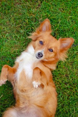 Çimlerin üzerinde sevimli kızıl saçlı küçük köpek.