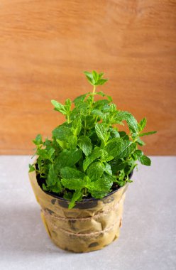 Bir saksıda nane bitkisi