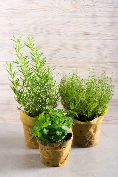 Plantas Ervas Frescas Vasos Que São Usados Para Cozinhar Rosemary — Fotografia de Stock