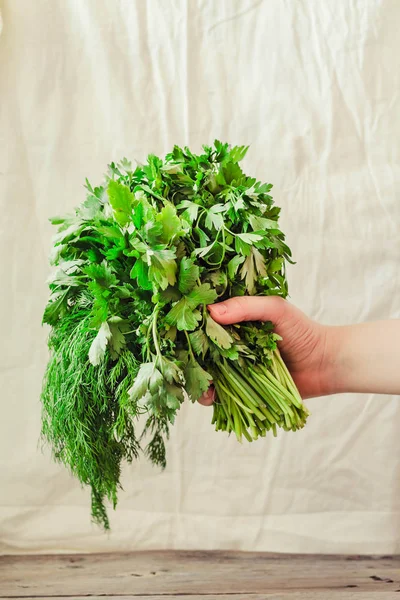 Cilantro Greens Woman Hand — Stock Photo, Image