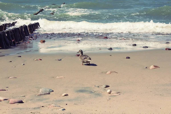 Beautiful Landscape Curonian Spit Baltic Sea Pregnant wild Duck  and first egg from it Shot of Pregnant Duck Close Up walking on the sandy shore