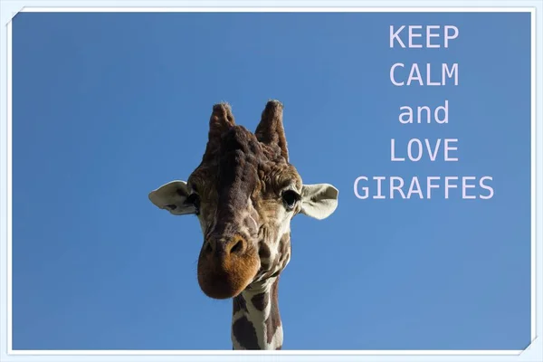 Giraffe  face on clear blue sky background Part of face Natural patterns Funny PostCard