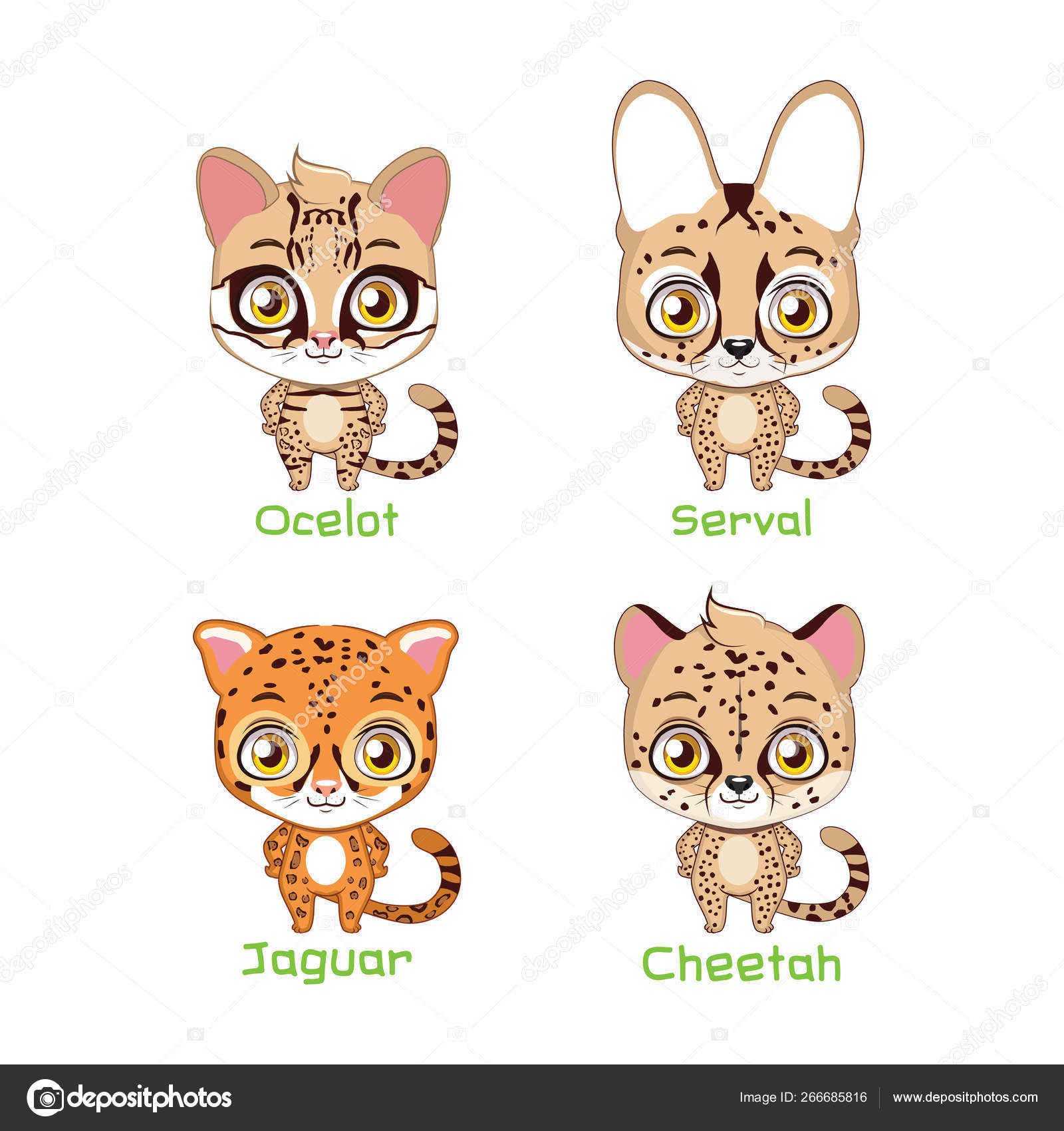 Set of spotted feline species illustrations Stock Vector Image by