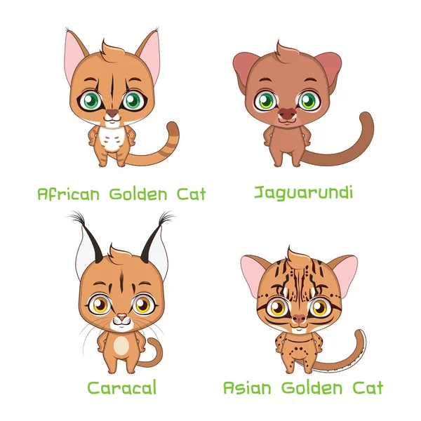 Conjunto de especies de gatos salvajes de tamaño mediano — Vector de stock