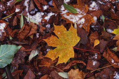Sarı akçaağaç yaprağı