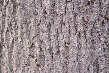 kahverengi ağaç kabuğu, kabuk dokusu