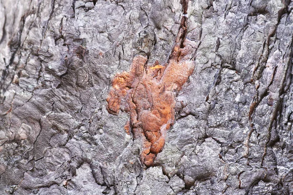 En trasig bit av bark från ett träd — Stockfoto