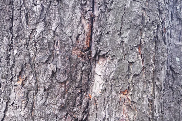 Casca de árvore velha close-up textura detalhada — Fotografia de Stock