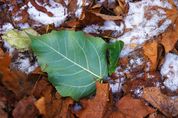 Grünes Blatt auf dem Boden im Schnee — Stockfoto