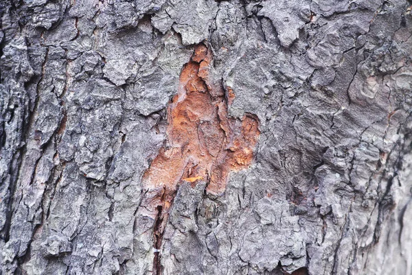 The bark of the tree with the broken-off piece — Stock Photo, Image