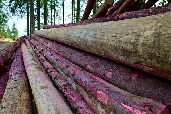 A pile of sawn wood in the middle of the forest. Background with green trees and blue sky with white clouds. Bark beetle calamities in mountain forests. Wood chemically treated against bark beetles.