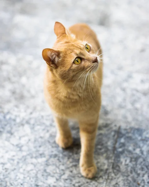 Hermoso Gato Amarillo Pie Con Fondo Brillante Ojos Amarillos — Foto de Stock