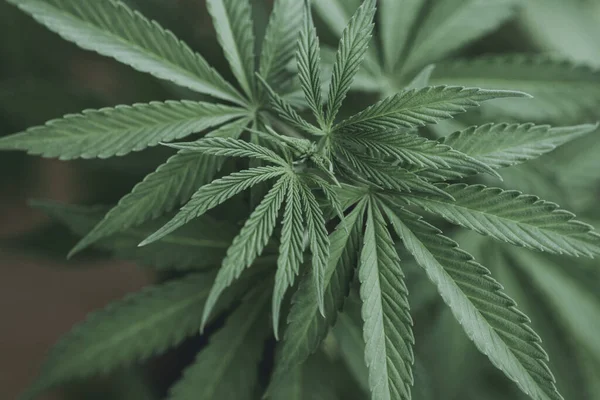 Cannabisblad Jonge Plant Marihuana Groene Plant Close — Stockfoto