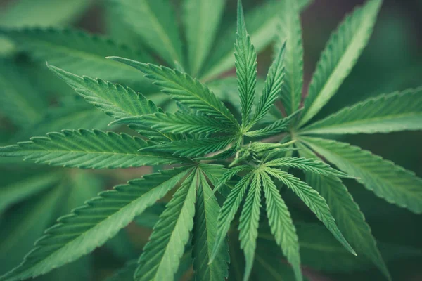 Cannabisblad Jonge Plant Marihuana Groene Plant Close — Stockfoto