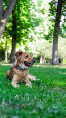 Alarm köpeği parkta yatıyor.