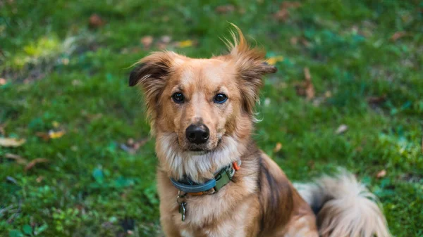 Porträtt Blandras Hund Med Gräs Bakgrund — Stockfoto