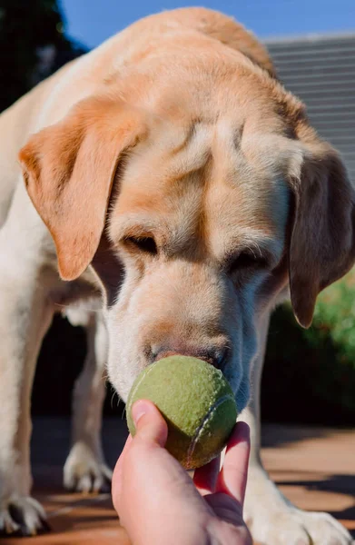 Labrador Cão Olhando Para Uma Bola Uma Mão — Fotografia de Stock