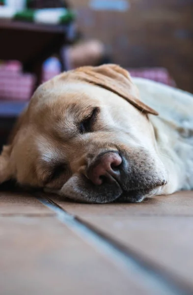 Λαμπραντόρ Σκυλί Ξαπλωμένο Στο Έδαφος Κοιμάται — Φωτογραφία Αρχείου