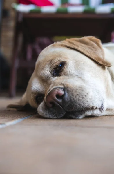 Labrador Cão Deitado Chão Descansando — Fotografia de Stock