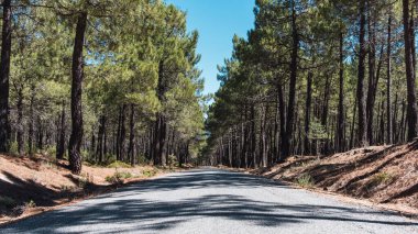 Kenarlarında çam ağaçları olan bir yol.