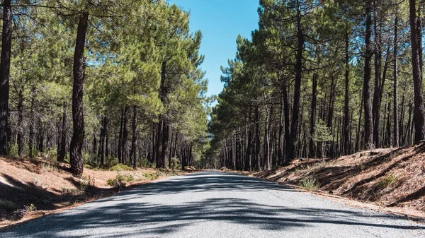 Kenarlarında çam ağaçları olan bir yol.