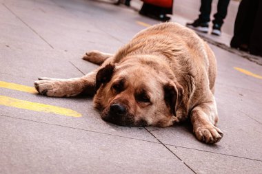 Dinlenmiş bir sokak köpeği, küçük şişman, kahverengi sokak köpeği kaldırımda yatıyor..