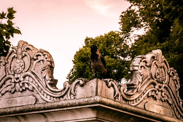 Bir karga, eski bir yapının çok eski mermer çatısında kalır. Doğu el yapımı ayrıntılı desen. 