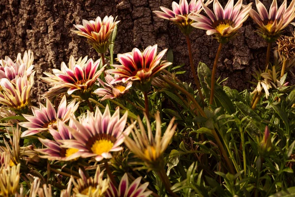 Rengarenk yabani çiçeklerin son derece yakın çekim görüntüsü, yerde canlı.. 