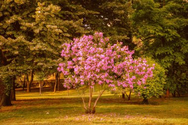 Parkta yeşil doğayla kaplı küçük bir kiraz ağacı var.. 