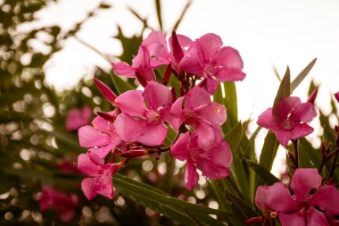 Yeşil yapraklı koyu pembe zakkum manzarası.