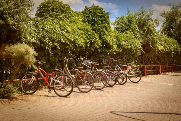 A row of parked bicycles of various sizes in front of a green hedge