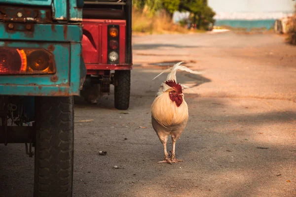 Küçük bir kasabanın toprak yolunda özgürce yürüyen beyaz bir horoz..