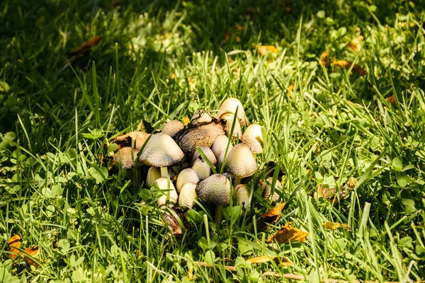 # Yaban mantarları taze çimlerle kaplı yerde #.