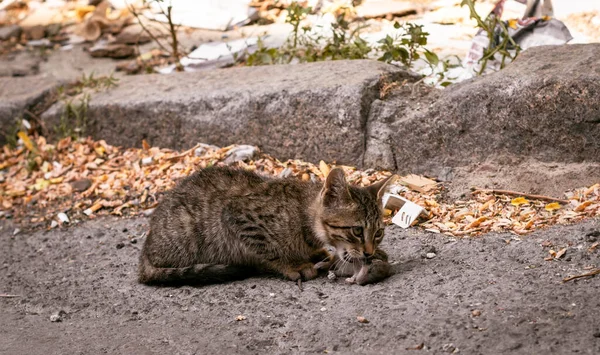 Gri bir sokak kedisi şehir yaşamında bir fare yakaladı..