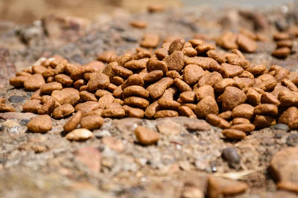 Dışarıda güneşin altında bir kaç avuç kedi maması..