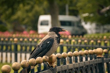 Gagasında bir parça ekmek olan bir karga çitin üzerinde duruyor.