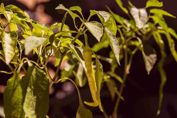 Yapraklı taze yeşil biber, bulanık arkaplan.