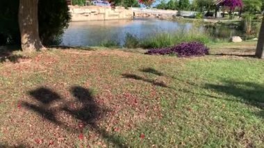 Güzel bir göl ve mavi bir arka planda kırmızı çiçekli tropikal bir ağaç. Bir parkın 4K stok videosu. 