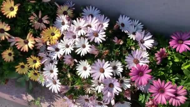 花坛上有许多五彩缤纷的雏菊花 近照4K集 — 图库视频影像