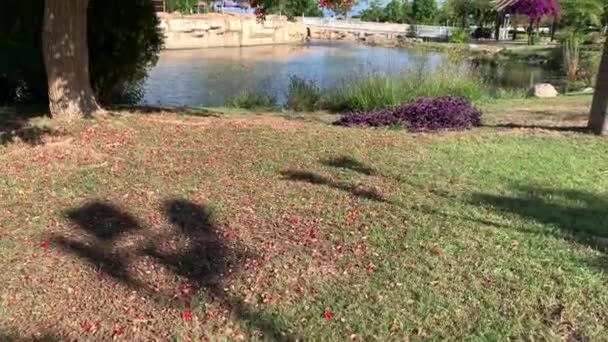 Árbol Tropical Floreciente Con Flores Rojas Hermoso Lago Fondo Cielo — Vídeo de stock