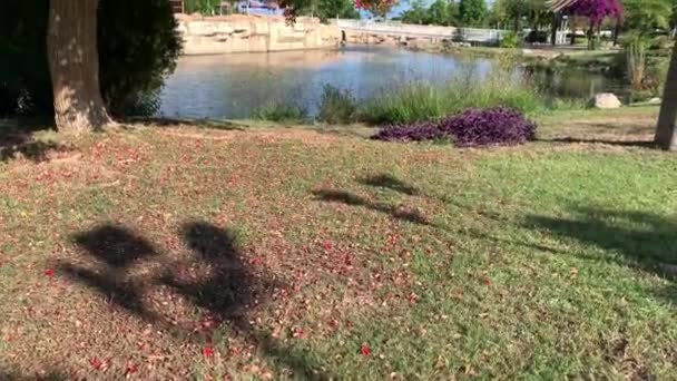 Blomstrende Tropisk Træ Med Røde Blomster Smuk Blå Himmel Baggrund – Stock-video