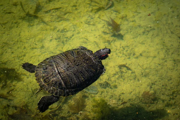 Die Teichschildkröte Trachemys Scripta Schwimmt Einem Sonnigen Tag Einem Teich — Stockfoto