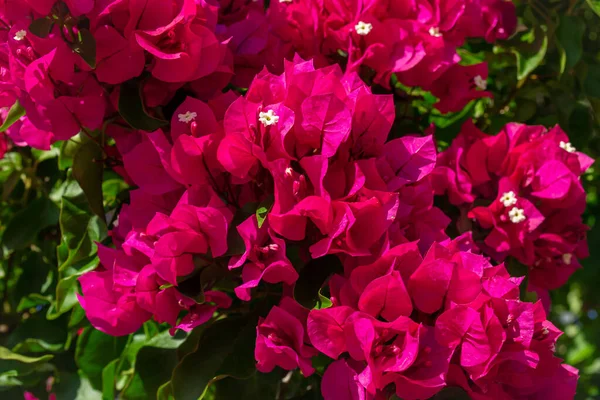 Close Van Fel Roze Bougainvillea Bloem Een Zonnige Dag Horizontaal — Stockfoto