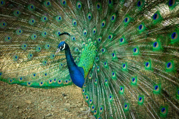 Detailní Záběr Krásného Indiánského Páva Ptáka Který Ukazuje Svůj Barevný — Stock fotografie