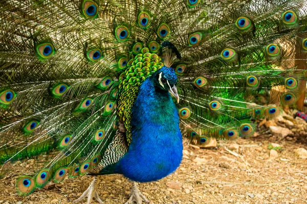 Close Van Een Prachtige Indiase Mannetjes Pauw Vogel Met Zijn — Stockfoto