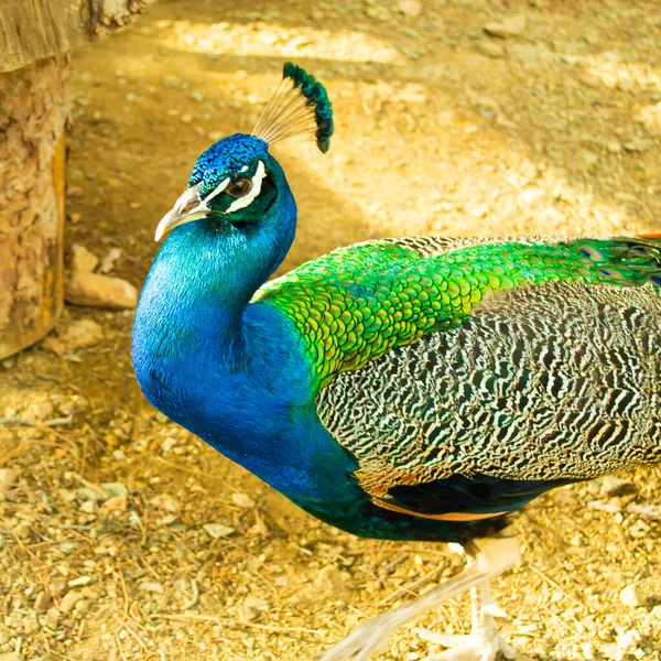 Retrato Belo Pássaro Pavão Macho Cabeça Azul Indiano Fechar Imagem — Fotografia de Stock