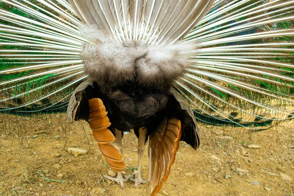 Porträt Eines Schönen Indischen Blauköpfigen Männlichen Pfauenvogels Nahaufnahme Des Aktienbildes — Stockfoto